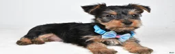 Yorkshire Terrier dogs for sale: Toby - Ad 1