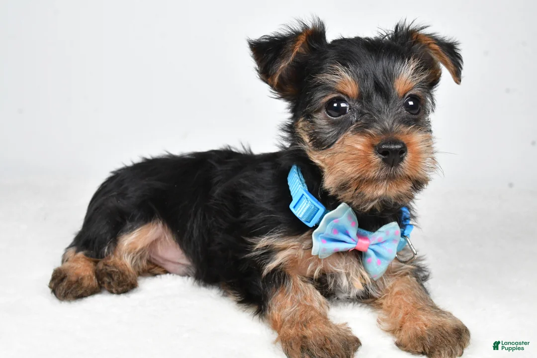 Yorkshire Terrier dogs for sale: Toby - Ad 1