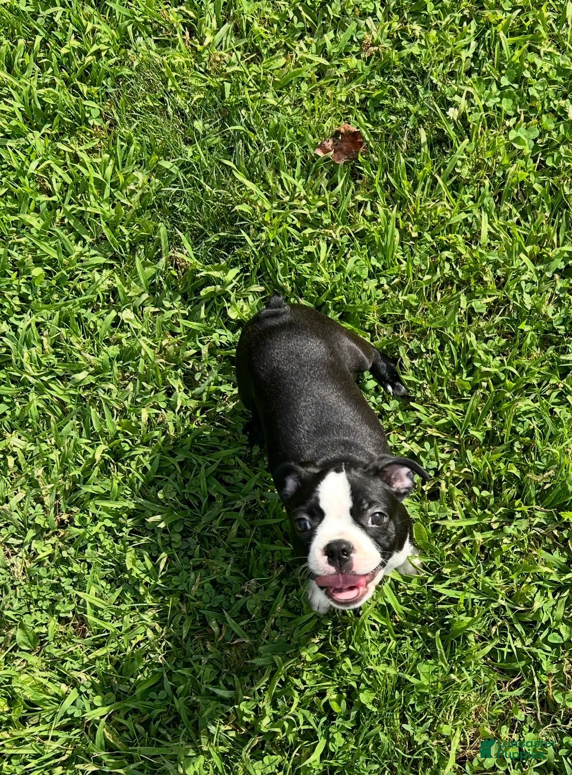 Boston Terrier dogs for sale: Willow - Ad 3