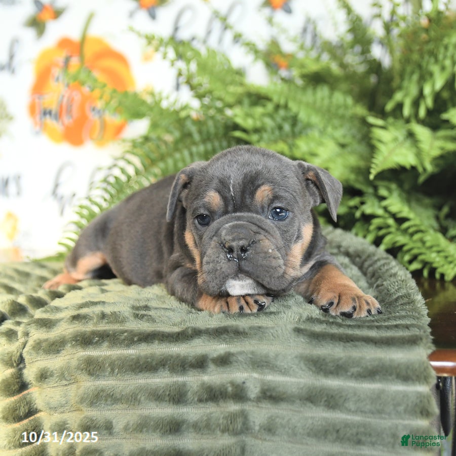 Mixed Breed dogs Malcolm - Ad 14