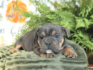 Mixed Breed dogs Malcolm - Ad 31