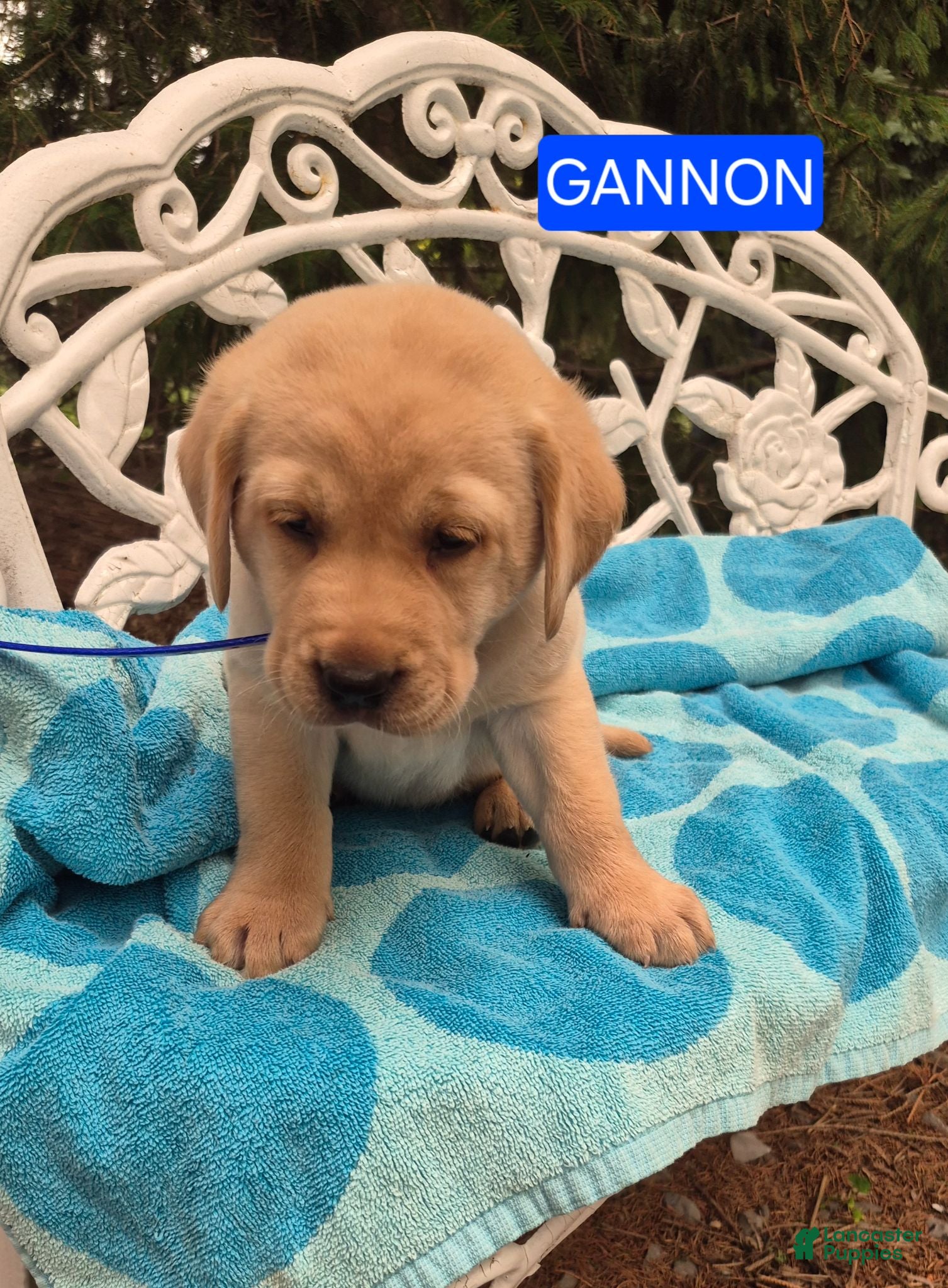 Labrador Retriever dogs Gannon - Ad 1