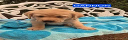 Labrador Retriever dogs for sale: Gannon - Ad 1