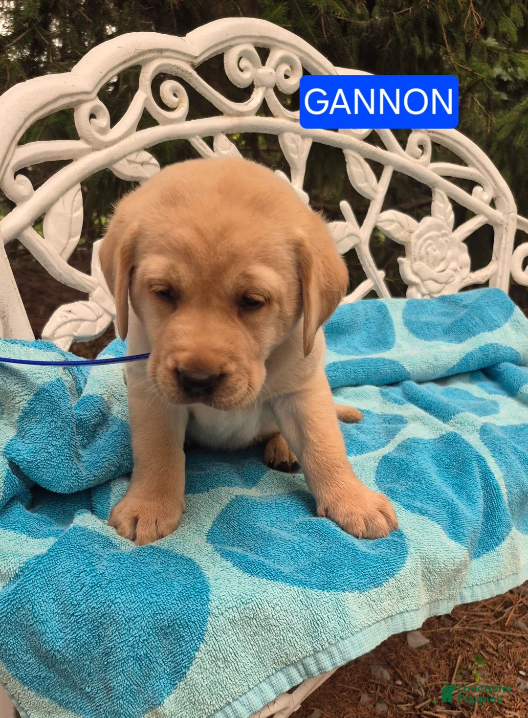 Labrador Retriever dogs for sale: Gannon - Ad 1