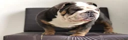 English Bulldog dogs for sale: Luna - Ad 5