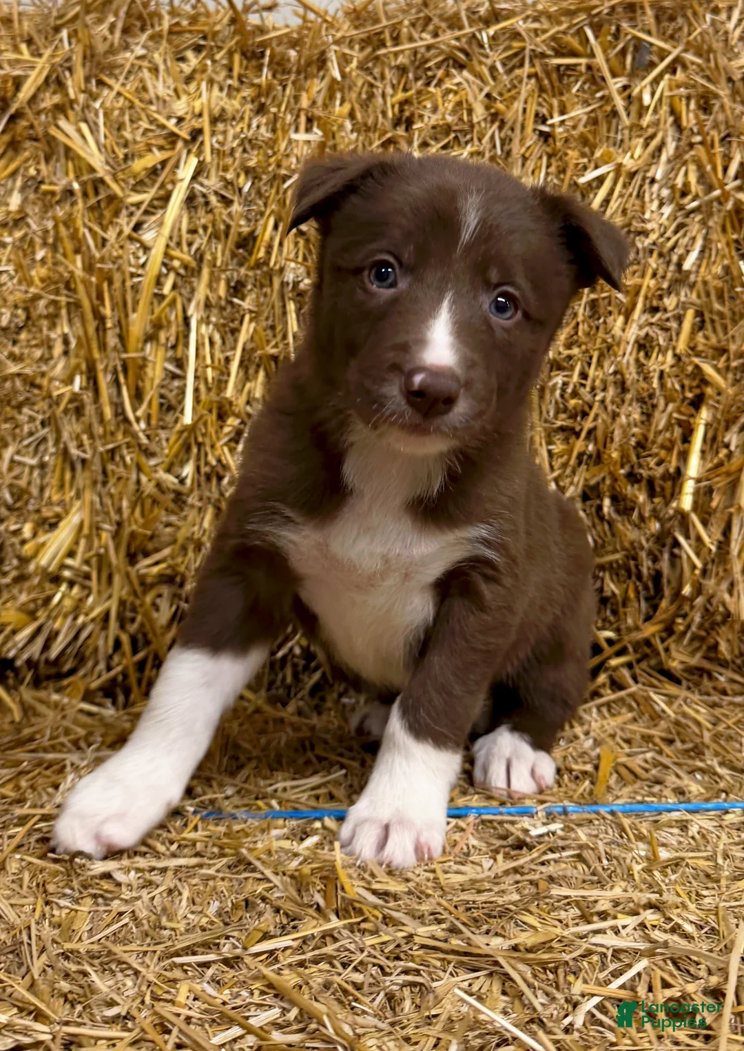 Border Collie dogs for sale: Autumn - Ad 1