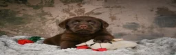 Labrador Retriever dogs for sale: Gunner - Ad 4