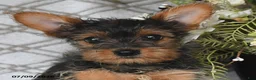 Yorkshire Terrier dogs for sale: Vekaya - Ad 3