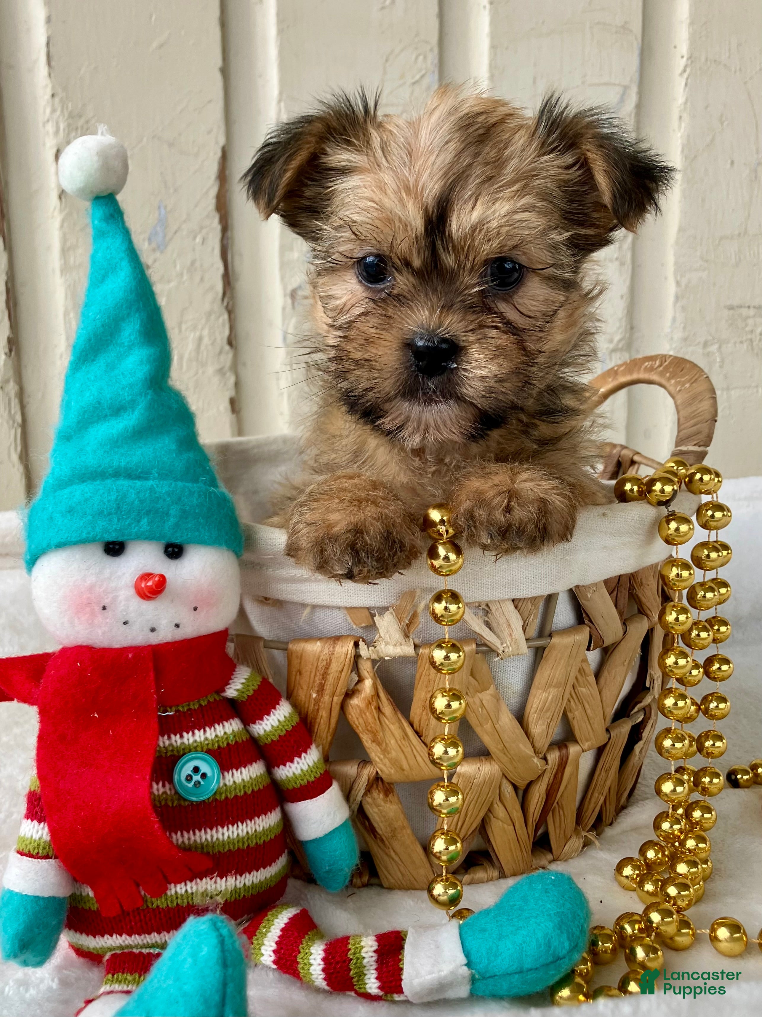 Shorkie dogs Millie - Ad 12