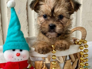 Shorkie dogs Millie - Ad 5