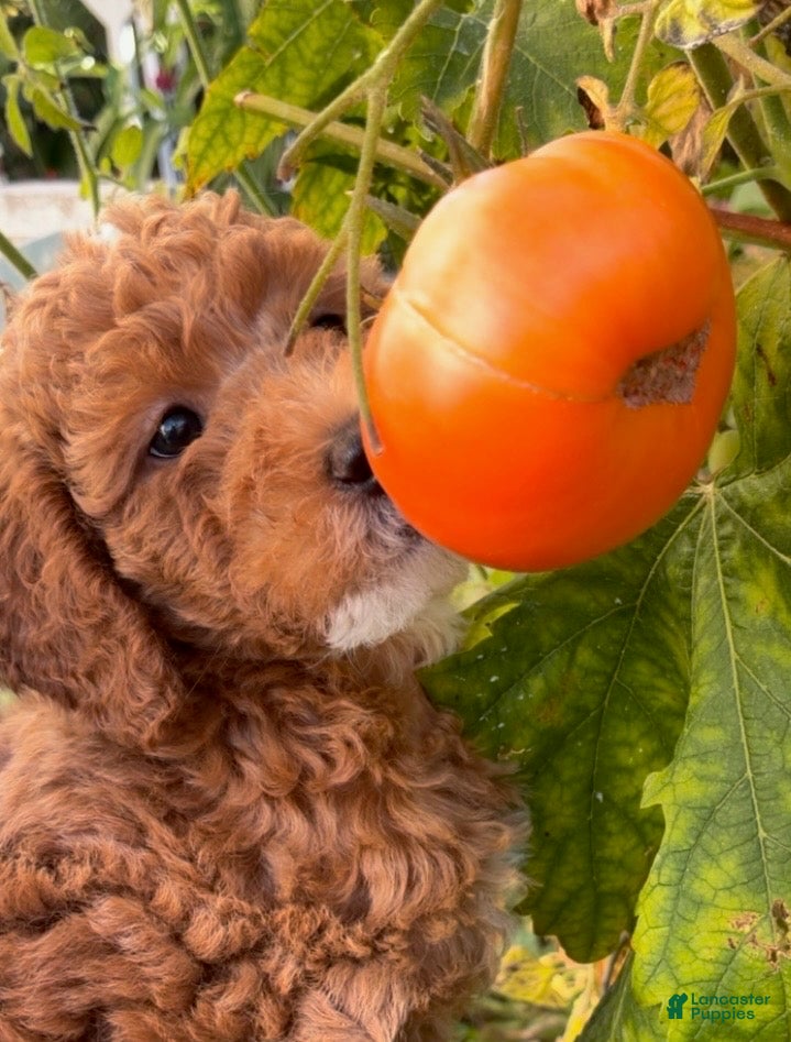 Mixed Breed dogs     COCO – Mini Labradoodle | Los Angeles Area | Ready for Rehoming  - Ad 2