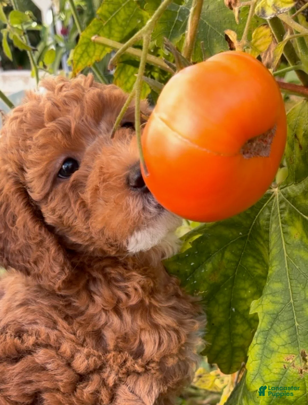 Mixed Breed dogs for sale:     COCO – Mini Labradoodle | Los Angeles Area | Ready for Rehoming  - Ad 2