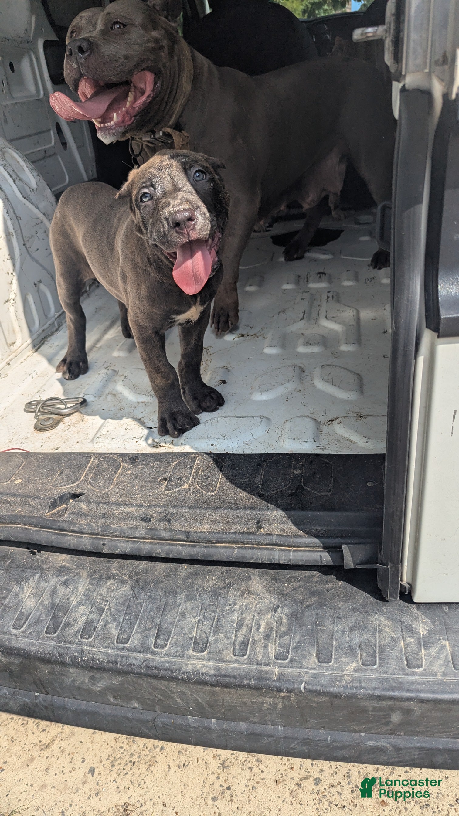 Cane Corso dogs Ceres - Ad 2