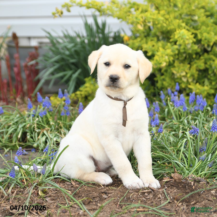 Mixed Breed dogs Carolina - Ad 1