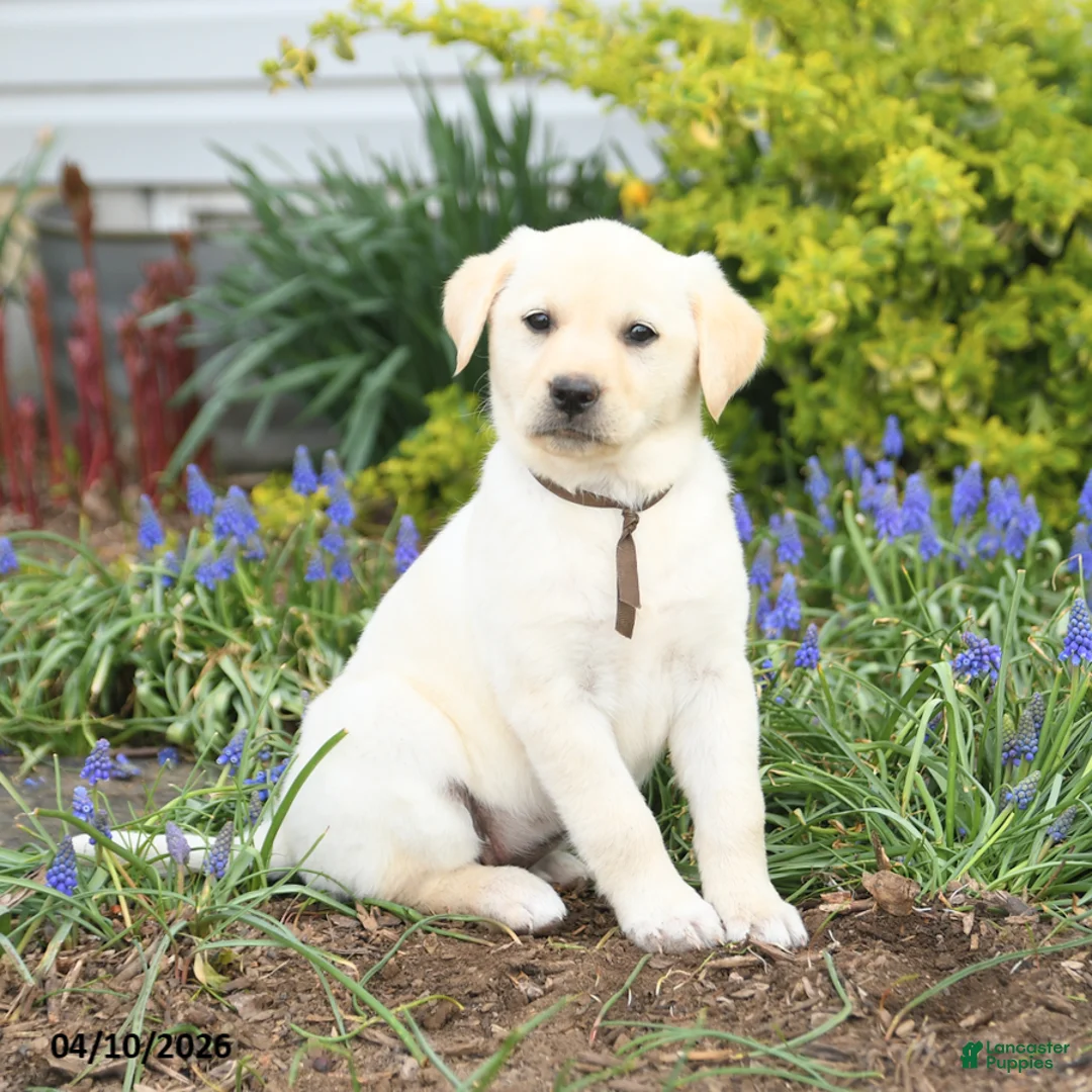 Mixed Breed dogs for sale: Carolina - Ad 1