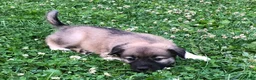 Mixed Breed dogs for sale: Sweetness $150 - Ad 4