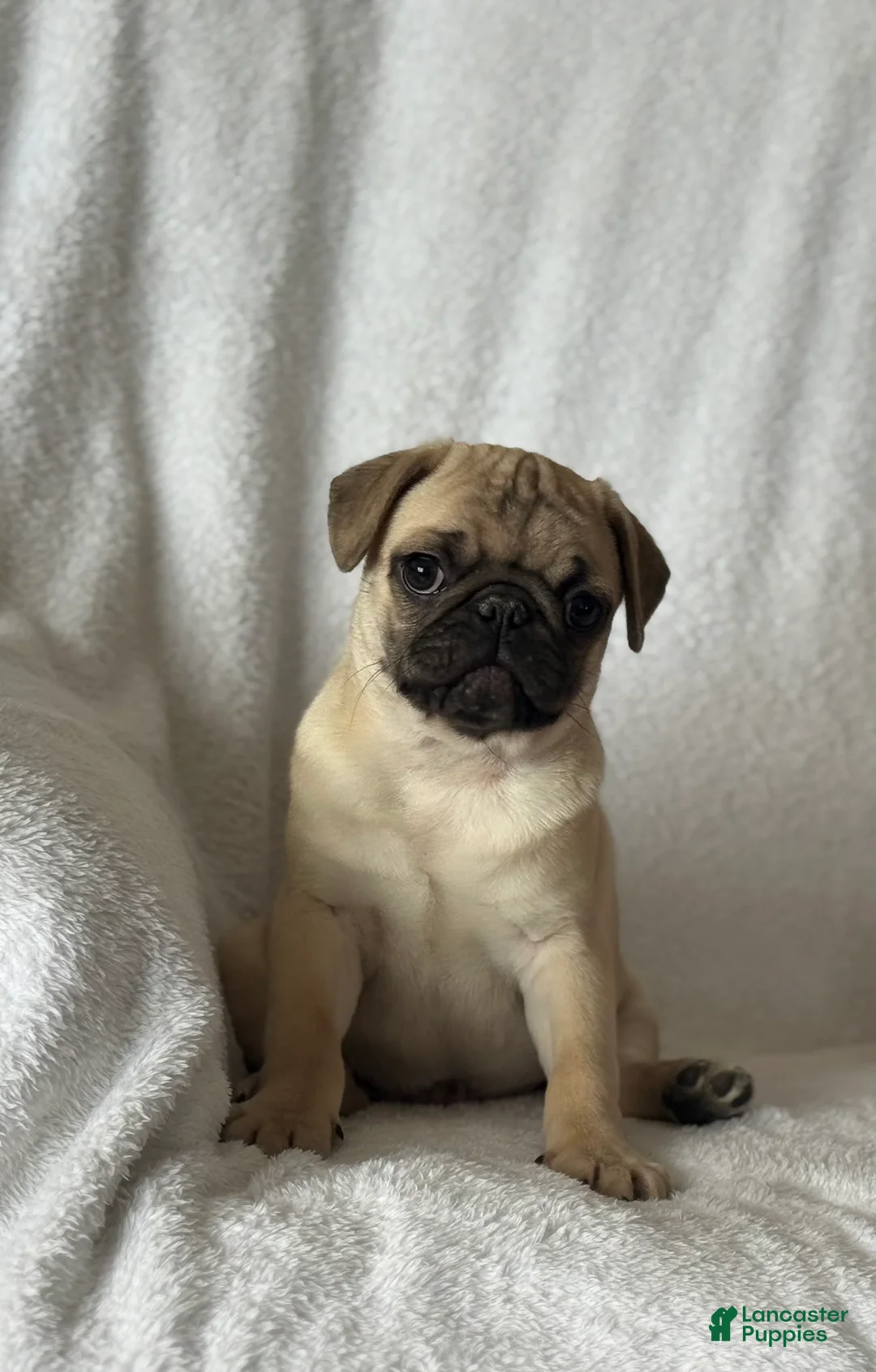Pug dogs for sale: Parley - Ad 6