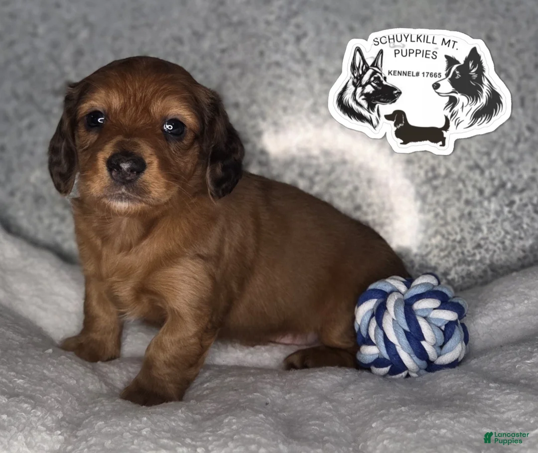 Miniature Dachshund dogs for sale: Mavis - Ad 2
