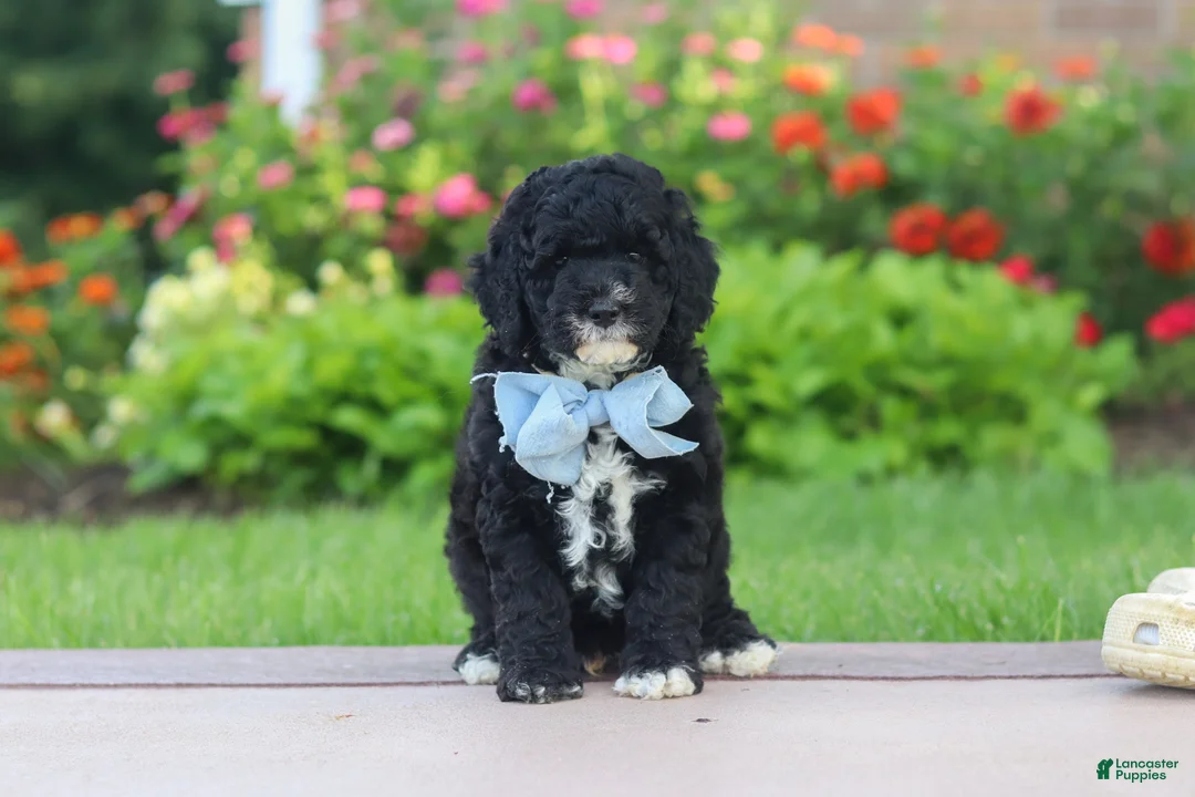 Mini Goldendoodle dogs for sale: Mason  - Ad 2