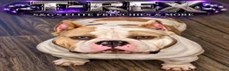 American Bully dogs for stud: T-Rex - Ad 16