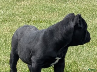 Cane Corso dogs - Ad 25
