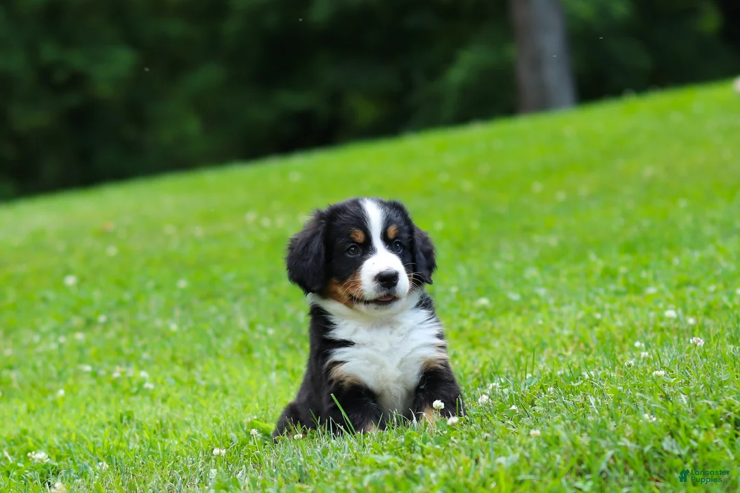 Bernese Mountain Dog dogs for sale: Claudia  - Ad 2