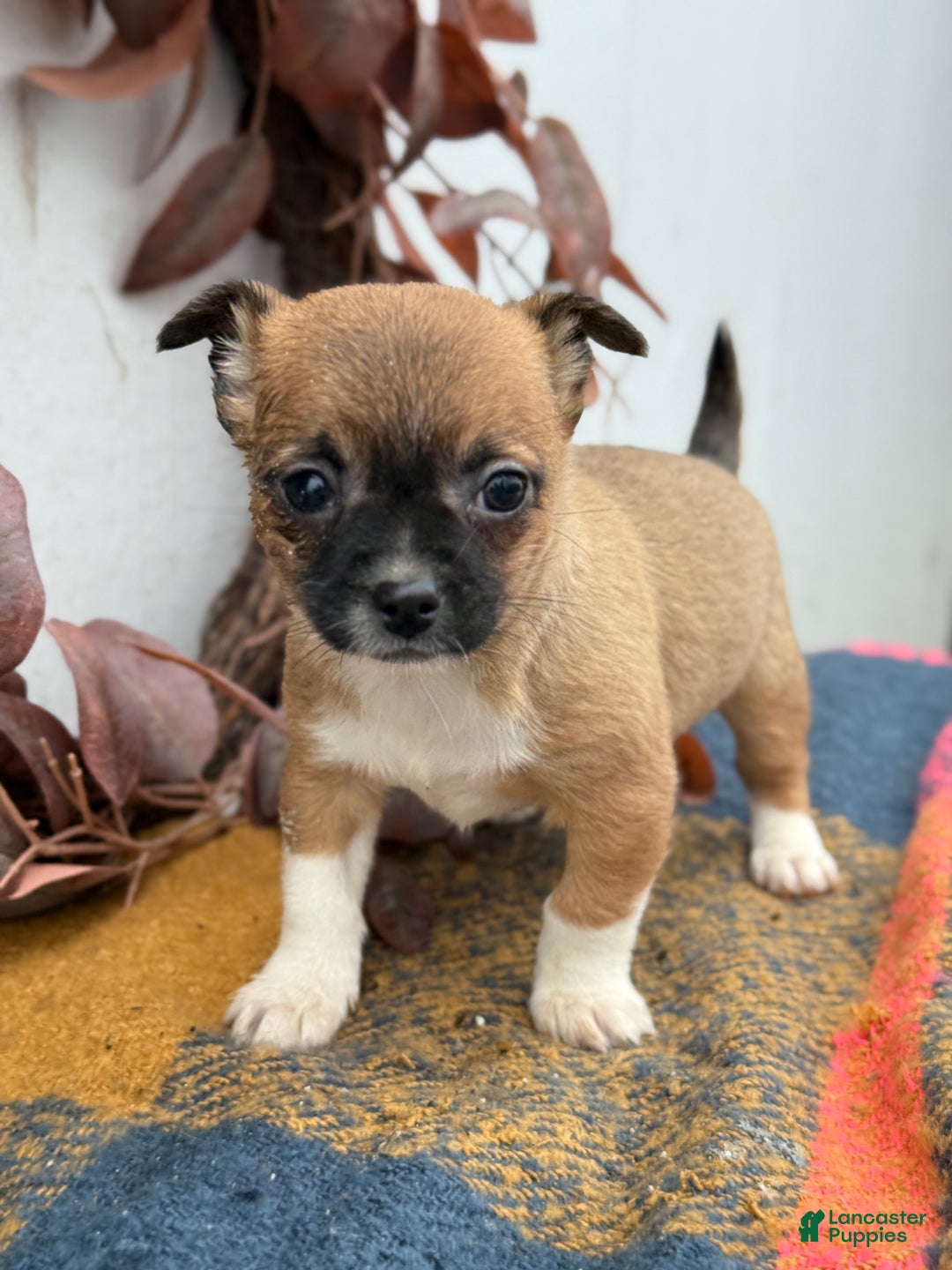 Chihuahua dogs for sale: Bandit - Ad 1