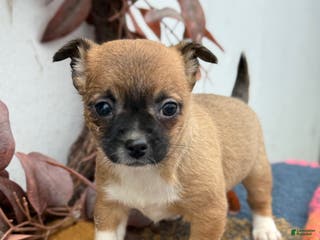 Chihuahua dogs Bandit - Ad 39