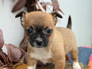 Chihuahua dogs Bandit - Ad 38