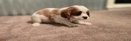 Cavalier King Charles Spaniel dogs for sale: Diego - Ad 4
