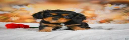 Cavalier King Charles Spaniel dogs for sale: Sammy - Ad 1