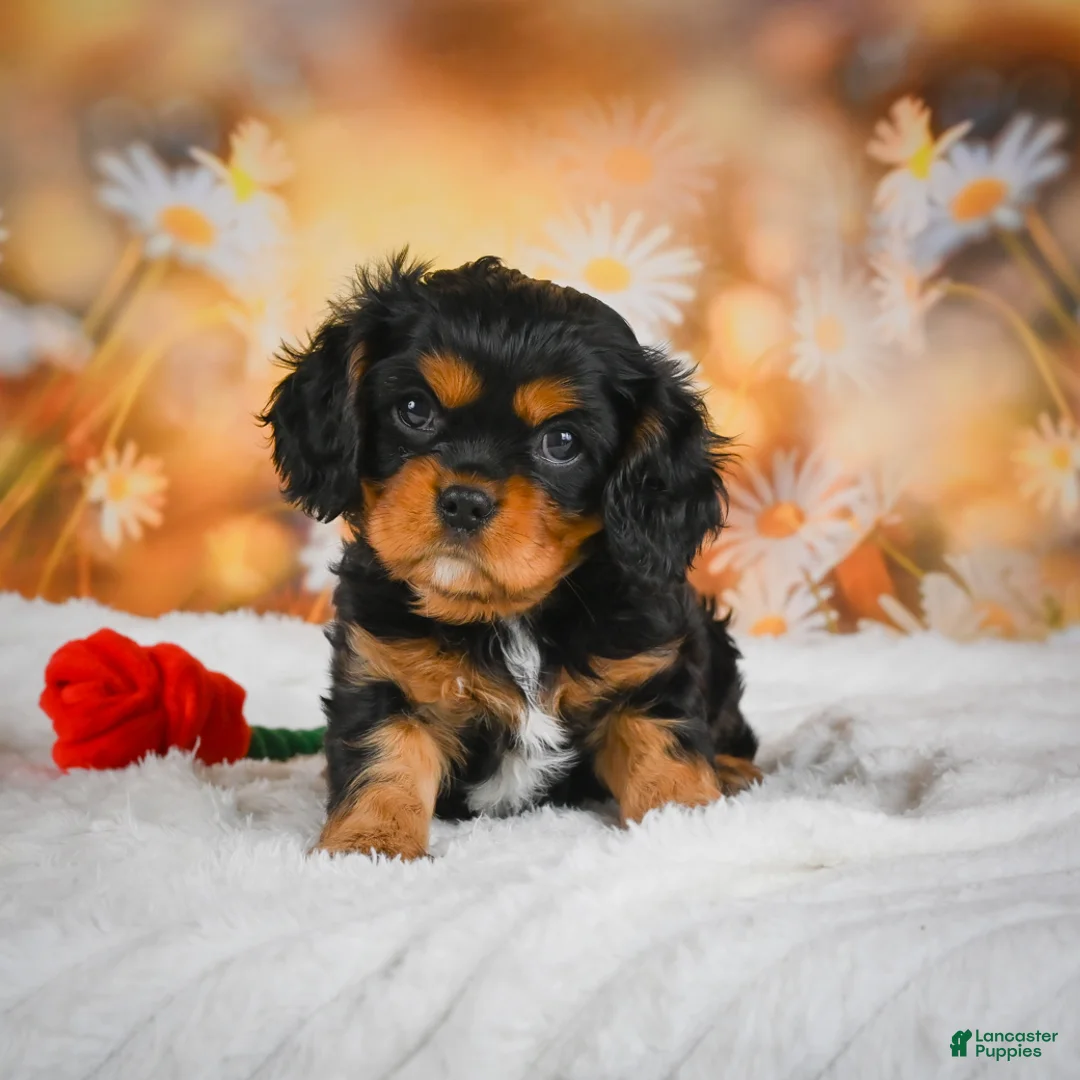 Cavalier King Charles Spaniel dogs for sale: Sammy - Ad 1