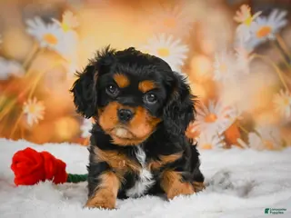 Cavalier King Charles Spaniel dogs for sale: Sammy - Ad 1