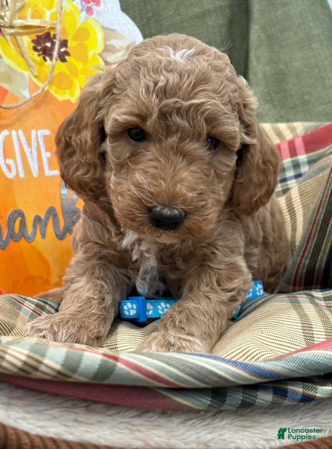 Mini Goldendoodle dogs for sale: Rascals Boy - Ad 2