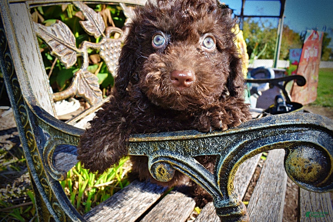 Havapoo dogs for sale: Izzy - Ad 5