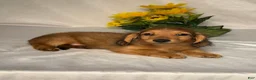 Miniature Dachshund dogs for sale: Hudson - Ad 4