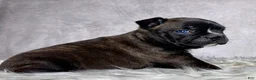 Mixed Breed dogs for sale: Mr Frankie  - Ad 6