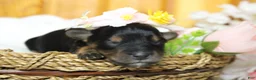 Yorkiepoo dogs for sale: Darling  - Ad 5