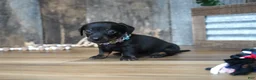 Miniature Dachshund dogs for sale: Abbi - Ad 5