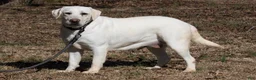 Labrador Retriever dogs for sale: Mateo - Ad 5