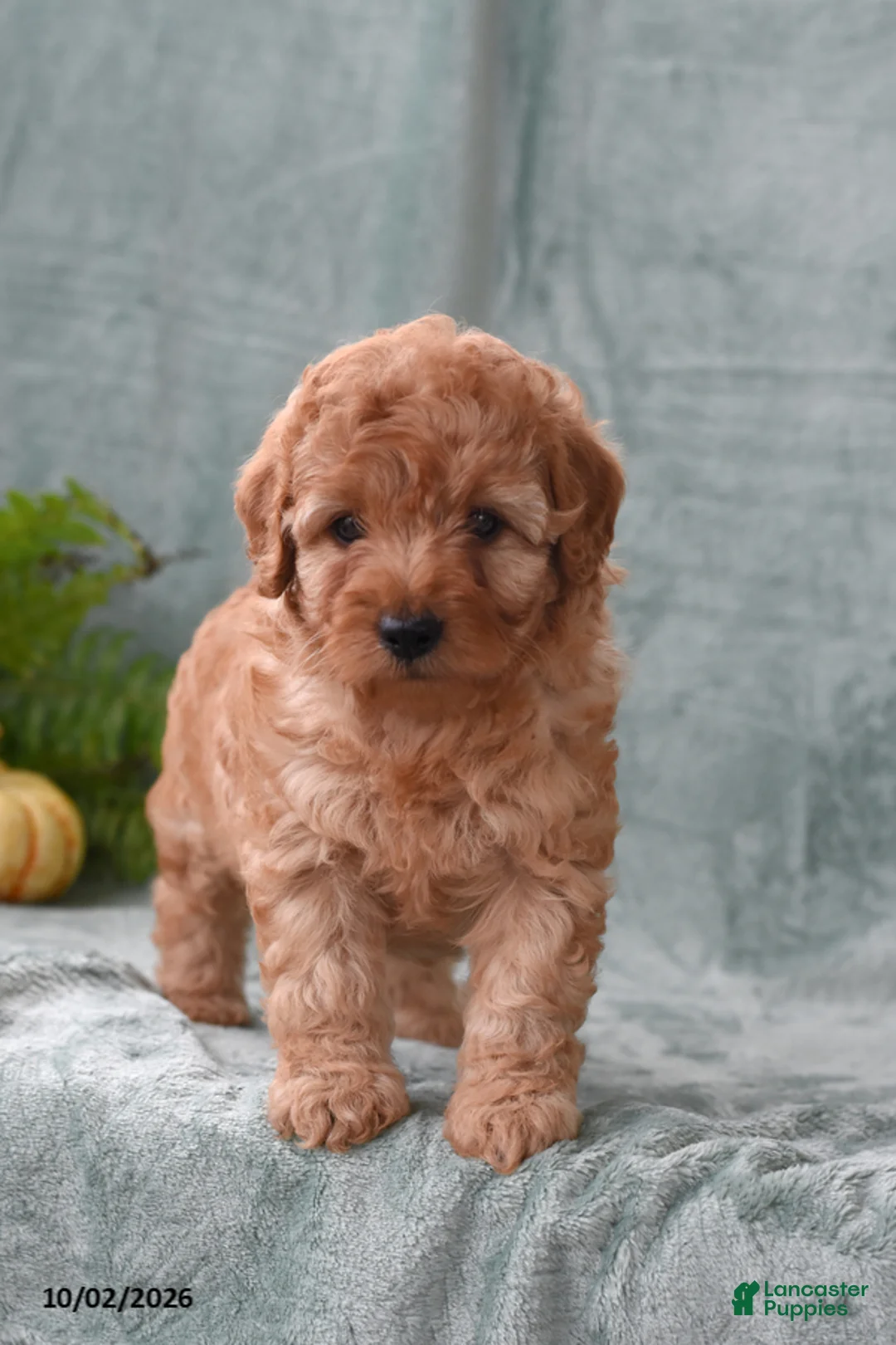 Cockapoo dogs for sale: Molly - Ad 1