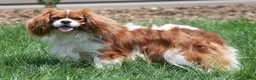 Cavalier King Charles Spaniel dogs for sale: Beau - Ad 9