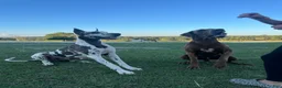 Great Dane dogs for sale: Euro Ridley  - Ad 10