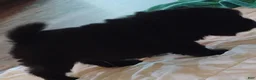 Chow Chow dogs for sale: Black male - Ad 4