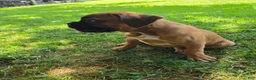 Boxer dogs for sale: Barkley  - Ad 10