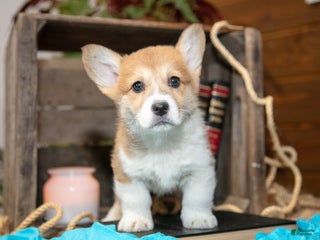 Welsh Corgi Pembroke dogs Elmer - Ad 20