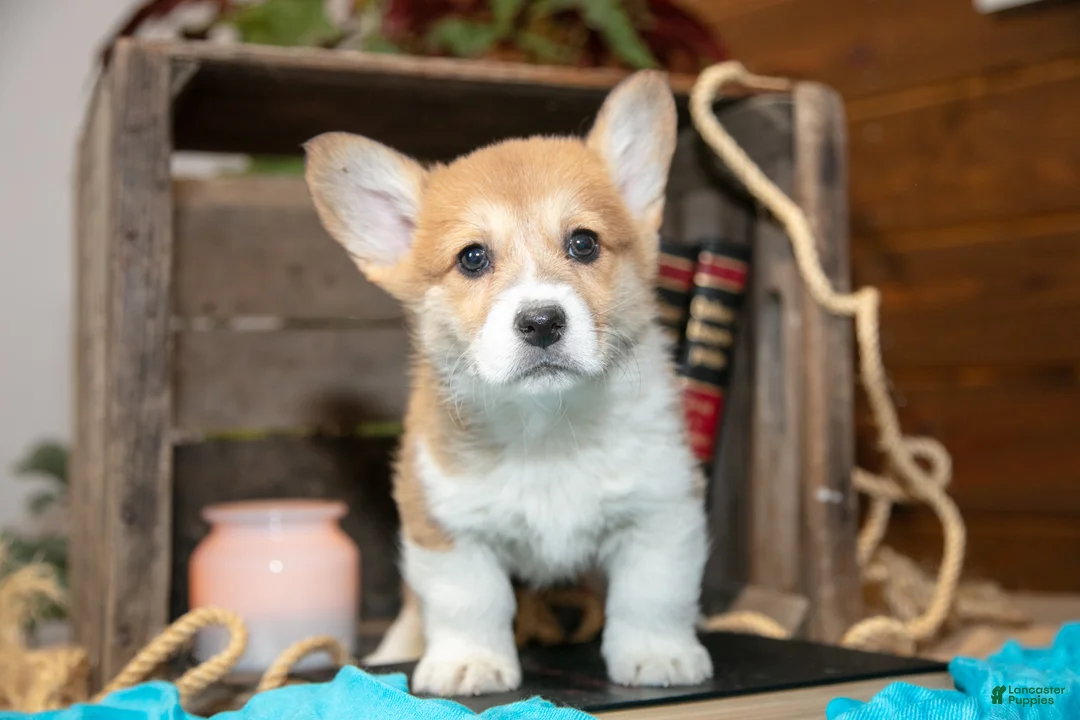 Welsh Corgi Pembroke dogs for sale: Elmer - Ad 1