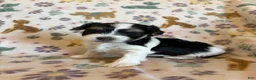 Morkie dogs for sale: Archie - Ad 1