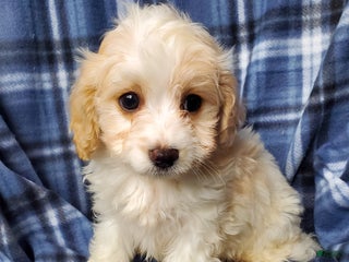 Cavachon dogs Cane - Ad 12