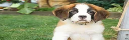 Saint Bernard dogs for sale: William Saint Bernard  - Ad 3